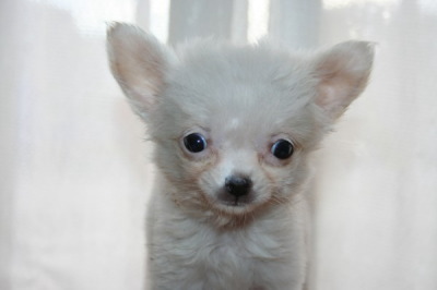 チワワロングクリーム(ホワイト)の子犬メス、生後2ヶ月画像