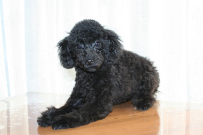 トイプードルブラック(黒色)の子犬メス、生後5ヶ月画像
