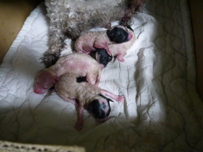 トイプードル犬の出産画像