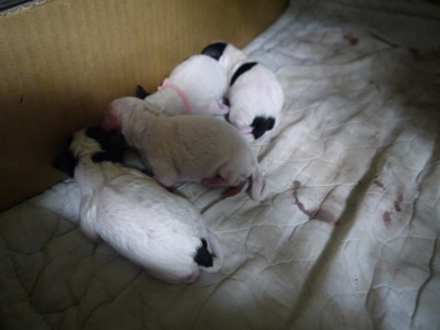 トイプードル犬の出産画像