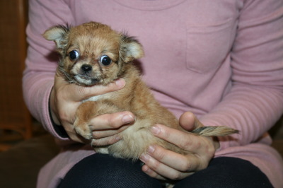 チワワロングレッドの子犬メス、生後2ヶ月画像
