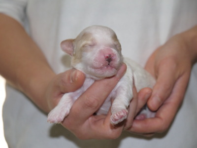 トイプードル白茶パーティーの子犬オス、生後1週間画像