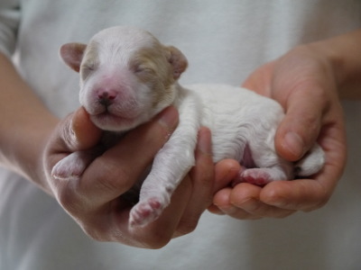トイプードル白茶パーティーの子犬オス、生後1週間画像