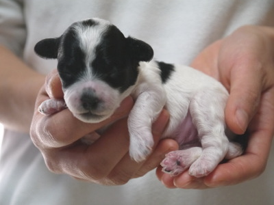 トイプードル白黒パーティーの子犬メス、生後1週間画像