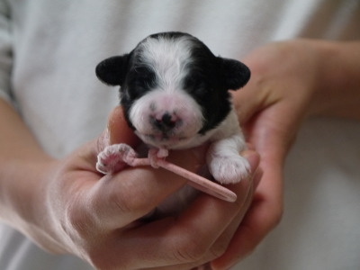 トイプードル白黒パーティーの子犬メス、生後1週間画像