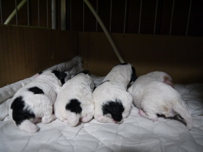 トイプードルパーティーカラーの子犬白黒オス1頭メス2頭白茶オス1頭、生後1週間画像