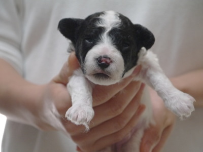 トイプードル白黒パーティーの子犬オス、生後2週間画像