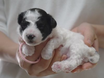 トイプードル白黒パーティーの子犬メス、生後2週間画像
