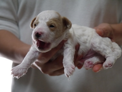 トイプードル白茶パーティーの子犬オス、生後2週間画像