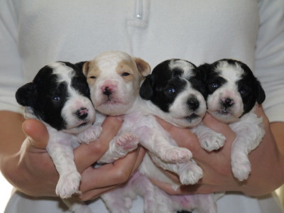 トイプードルパーティーカラーの子犬白黒オス1頭メス2頭白茶オス1頭、生後2週間画像