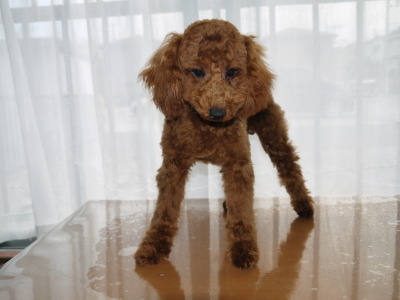 トイプードルレッドの子犬オス、生後6ヶ月画像