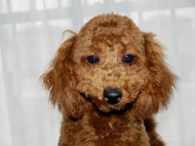トイプードルレッドの子犬オス、生後6ヶ月画像