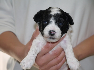トイプードル白黒パーティーの子犬オス、生後3週間画像