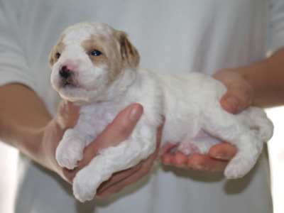トイプードル白茶パーティーの子犬オス、生後3週間画像