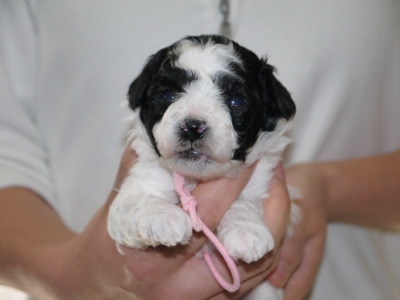 トイプードル白黒パーティーの子犬メス、生後3週間画像