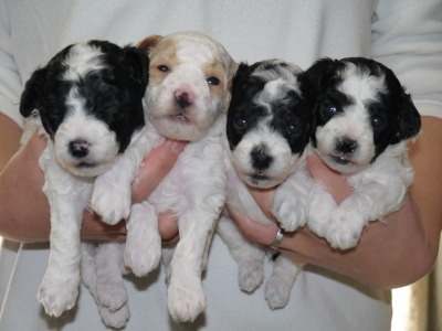 トイプードルパーティーカラーの子犬白黒オス1頭メス2頭白茶オス1頭、生後3週間画像