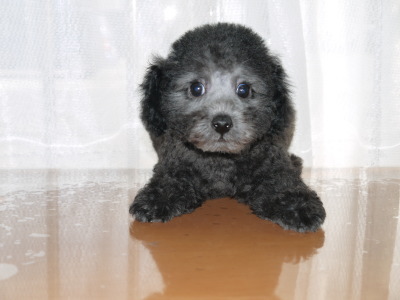 トイプードルシルバー(グレー)の子犬オス、生後2ヶ月半画像
