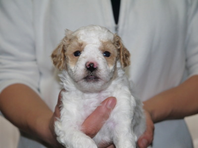 トイプードル白茶パーティーの子犬オス、生後4週間画像