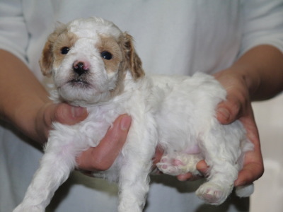 トイプードル白茶パーティーの子犬オス、生後4週間画像