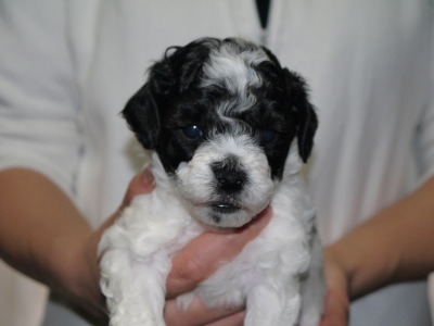 トイプードル白黒パーティーの子犬メス、生後4週間画像
