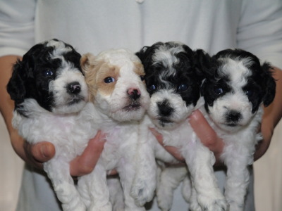 トイプードルパーティーカラーの子犬白黒オス1頭メス2頭白茶オス1頭、生後4週間