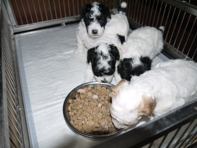 トイプードルパーティーカラーの子犬白黒オス1頭メス2頭白茶オス1頭、生後4週間