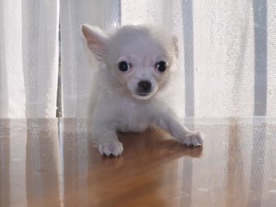 チワワホワイトの子犬メス、生後3ヶ月画像