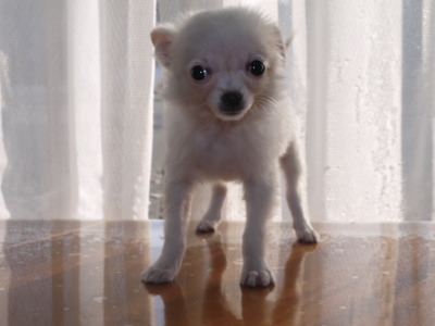 チワワホワイトの子犬メス、生後3ヶ月画像