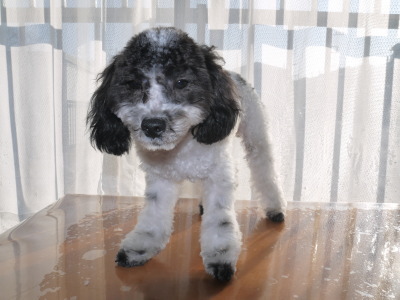 トイプードル白黒パーティーの子犬オス、生後7ヶ月画像