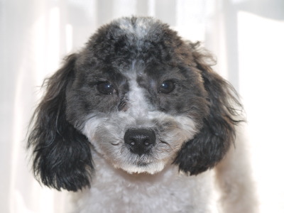 トイプードル白黒パーティーの子犬オス、生後7ヶ月画像