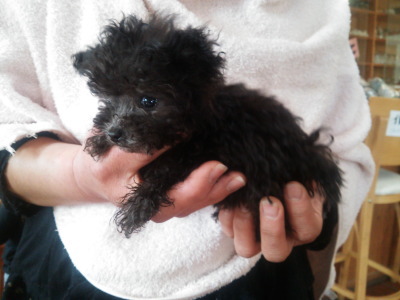 ティーカップサイズのトイプードルシルバー(グレー)の子犬オス、生後2ヶ月