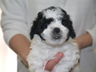 トイプードル白黒パーティーの子犬メス、生後5週間画像