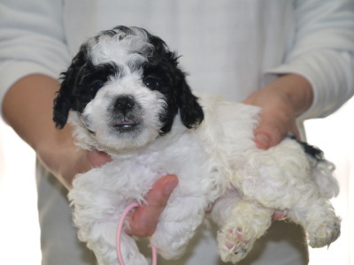 トイプードル白黒パーティーの子犬メス、生後5週間画像