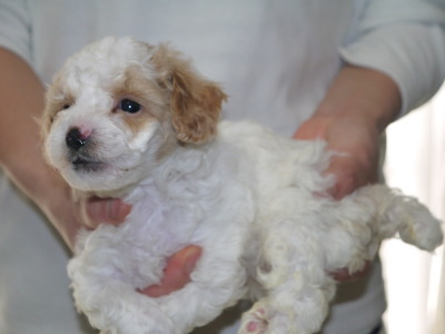 トイプードル白茶パーティーの子犬オス、生後5週間画像