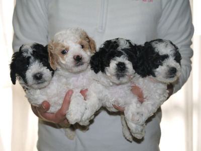 トイプードルパーティーカラーの子犬白黒オス1頭メス2頭白茶オス1頭、生後5週間画像