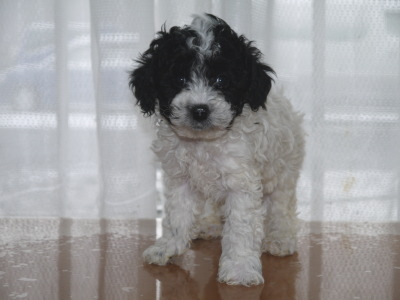 トイプードル白黒パーティーの子犬オス、生後6週間画像