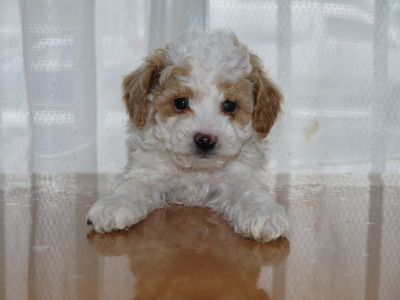 トイプードル白茶パーティーの子犬オス、生後6週間画像
