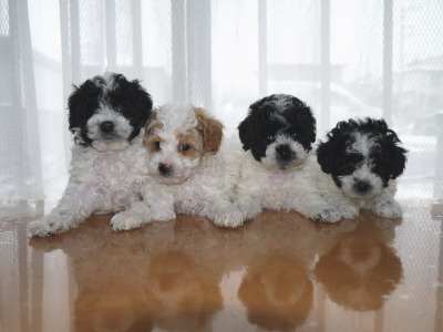 トイプードルパーティーカラーの子犬白黒オス1頭メス2頭白茶オス1頭、生後6週間画像