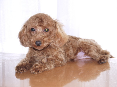 トイプードルレッドの子犬オス、生後7ヶ月画像