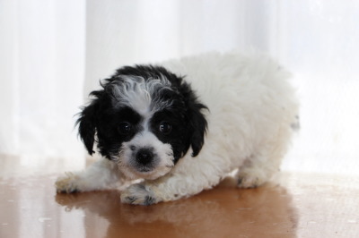 トイプードル白黒パーティーの子犬メス、生後7週間画像