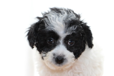 トイプードル白黒パーティーの子犬メス、生後7週間画像