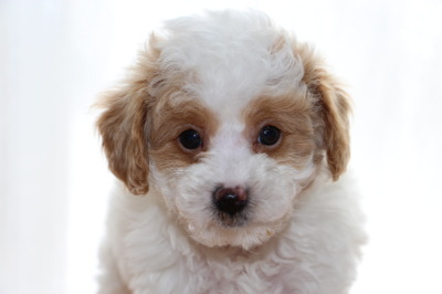 トイプードル白茶パーティーの子犬オス、生後7週間画像