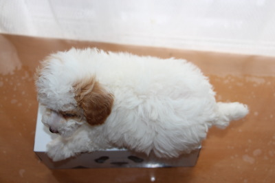 トイプードル白茶パーティーの子犬オス、生後7週間画像