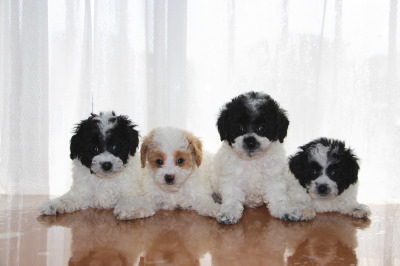 トイプードルパーティーカラーの子犬白黒オス1頭メス2頭白茶オス1頭、生後7週間画像