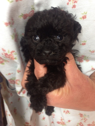 トイプードルブラック(黒色)の子犬オス、生後40日画像