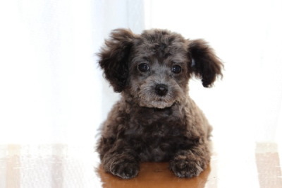 トイプードルタイニーサイズのシルバーの子犬メス、生後3ヶ月画像