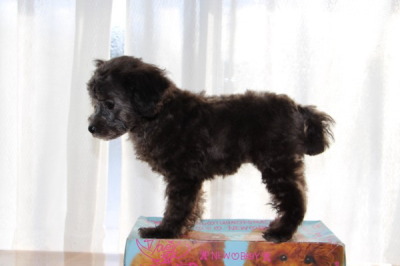 トイプードルタイニーサイズのシルバーの子犬メス、生後3ヶ月画像