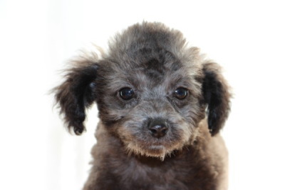 ティーカップサイズのトイプードルシルバー(グレー)の子犬メス、生後2ヶ月画像