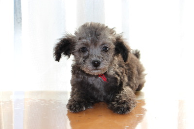 ティーカップサイズのトイプードルシルバー(グレー)の子犬メス、生後2ヶ月画像