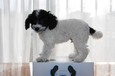 トイプードル白黒パーティーの子犬オス、生後2ヶ月画像